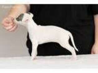 Italian Greyhound Puppy for sale in Atlanta, GA, USA