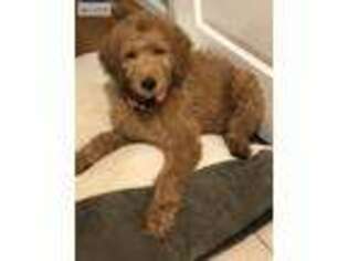 Goldendoodle Puppy for sale in Lynchburg, VA, USA