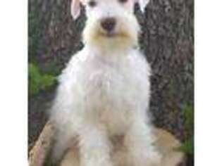 Mutt Puppy for sale in East Orange, NJ, USA