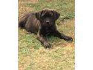 Cane Corso Puppy for sale in Grand Saline, TX, USA