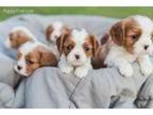 Cavalier King Charles Spaniel Puppy for sale in Lowell, AR, USA