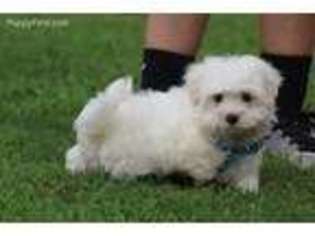 Maltese Puppy for sale in Center Ridge, AR, USA