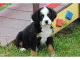 Bernese Mountain Dog Puppy for sale in Greens Fork, IN, USA