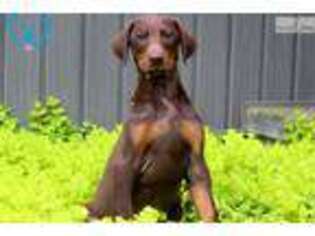 Doberman Pinscher Puppy for sale in Lancaster, PA, USA