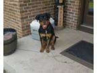 Rottweiler Puppy for sale in Bartlett, IL, USA