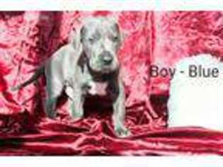 Great Dane Puppy for sale in Erbacon, WV, USA