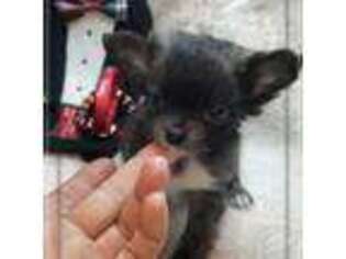 Chihuahua Puppy for sale in Sebring, FL, USA