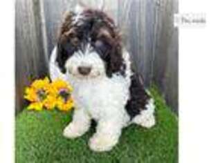 Springerdoodle Puppy for sale in Fort Wayne, IN, USA