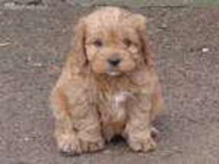 Cavapoo Puppy for sale in Neillsville, WI, USA