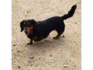 Dachshund Puppy for sale in Norco, CA, USA