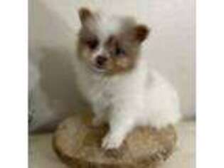 Pomeranian Puppy for sale in Mountain Grove, MO, USA