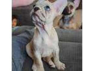 French Bulldog Puppy for sale in Trenton, OH, USA