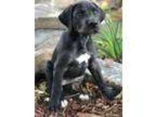 Great Dane Puppy for sale in Edmond, OK, USA