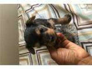 Chorkie Puppy for sale in Hartford, CT, USA