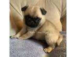 Pug Puppy for sale in Coram, NY, USA