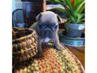 French Bulldog Puppy for sale in Harrisonburg, VA, USA