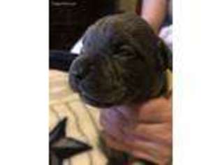 Cane Corso Puppy for sale in Grand Prairie, TX, USA