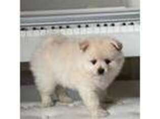 Pomeranian Puppy for sale in Warminster, PA, USA