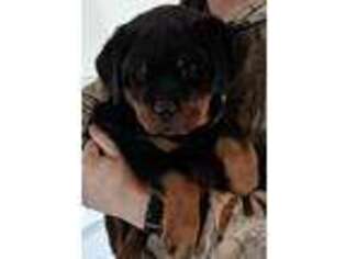Rottweiler Puppy for sale in Roggen, CO, USA