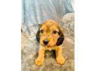 Dachshund Puppy for sale in Cedar Rapids, IA, USA