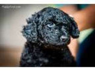 Labradoodle Puppy for sale in Bandon, OR, USA