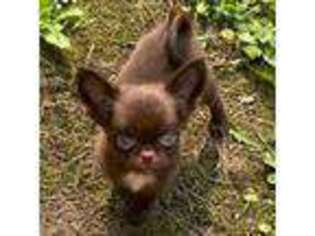 Chihuahua Puppy for sale in Sheboygan, WI, USA