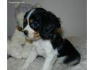 Cavalier King Charles Spaniel Puppy for sale in Scottville, MI, USA