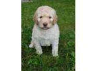 Goldendoodle Puppy for sale in Auburn, ME, USA
