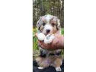 Miniature Australian Shepherd Puppy for sale in Missoula, MT, USA