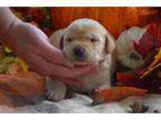 Labrador Retriever Puppy for sale in Coatesville, PA, USA