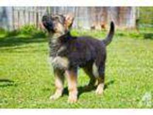 German Shepherd Dog Puppy for sale in CLINTON, TN, USA