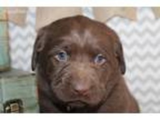 Labrador Retriever Puppy for sale in Goshen, IN, USA