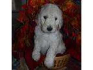 Mutt Puppy for sale in Everett, PA, USA