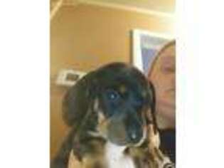Dachshund Puppy for sale in Hartselle, AL, USA