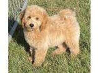 Goldendoodle Puppy for sale in Claypool, IN, USA