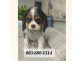 Cavalier King Charles Spaniel Puppy for sale in Groton, CT, USA