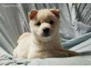 Shiba Inu Puppy for sale in Garland, TX, USA