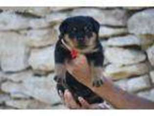 Rottweiler Puppy for sale in Haxtun, CO, USA