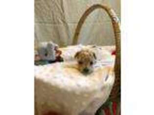 Mutt Puppy for sale in Jackson, AL, USA