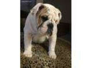 Bulldog Puppy for sale in Tempe, AZ, USA