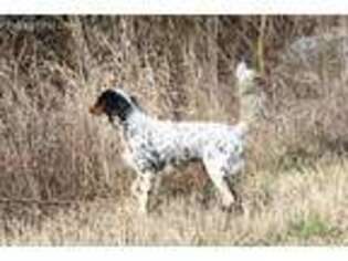 English Setter Puppy for sale in Tiskilwa, IL, USA