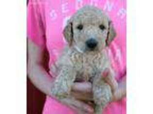 Goldendoodle Puppy for sale in Diamond, MO, USA