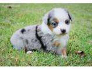 Miniature Australian Shepherd Puppy for sale in Durant, OK, USA