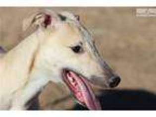 Medium Photo #1 Greyhound Puppy For Sale in Colorado Springs, CO, USA