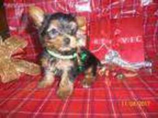 Yorkshire Terrier Puppy for sale in Lucasville, OH, USA