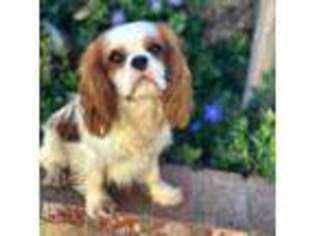 Cavalier King Charles Spaniel Puppy for sale in Newbury Park, CA, USA