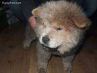 Chow Chow Puppy for sale in Lacey, WA, USA