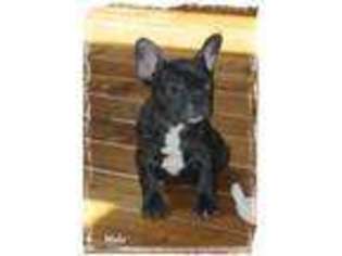 French Bulldog Puppy for sale in Goshen, OH, USA