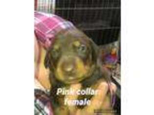 Doberman Pinscher Puppy for sale in Kernersville, NC, USA