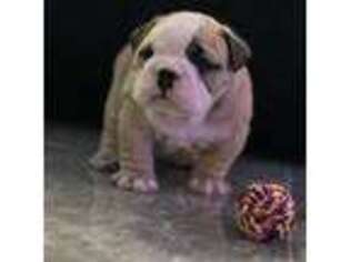 Bulldog Puppy for sale in Buckeye, AZ, USA